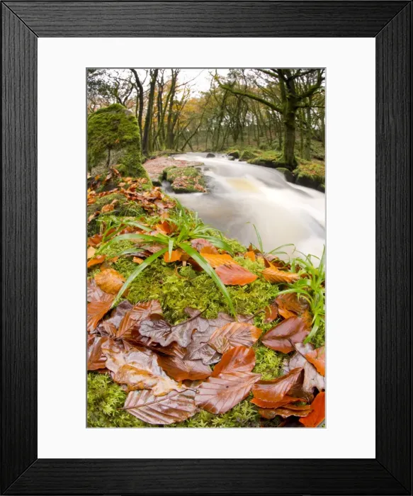Framed Print : Golitha Falls - NNR - Cornwall - UK - Autumn Framed Print : Golitha Falls - NNR - Cornwall - UK - Autumn