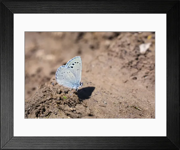 Framed Print : Black Eyed Blue Butterfly - summer - Spain Framed Print : Black Eyed Blue Butterfly - summer - Spain