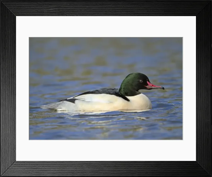 Framed Print : Goosander - male - winter - Cornwall - UK Framed Print : Goosander - male - winter - Cornwall - UK