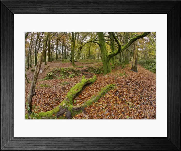 Framed Print : Golitha Falls - NNR - Cornwall - UK - Autumn Framed Print : Golitha Falls - NNR - Cornwall - UK - Autumn