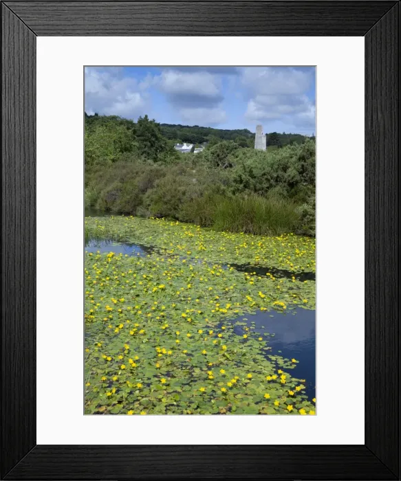 Framed Print : Water Lillies on Bissoe Valley Pond - Cornwall, UK Framed Print : Water Lillies on Bissoe Valley Pond - Cornwall, UK