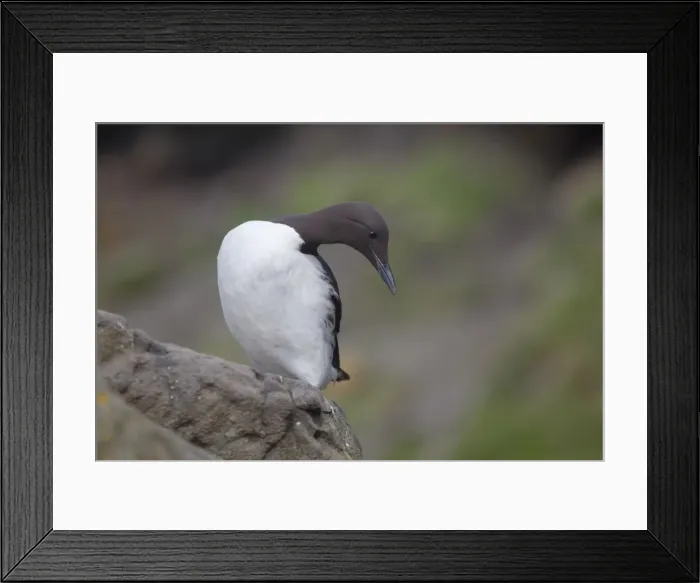 Framed Print : Guillemot - Scotland - UK Framed Print : Guillemot - Scotland - UK