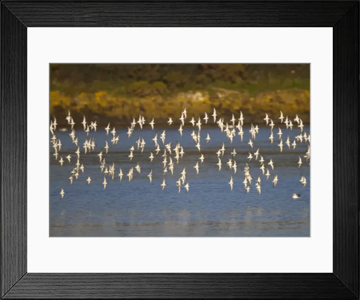 Framed Print : Dunlin - flock in flight - Hayle - Cornwall - UK Framed Print : Dunlin - flock in flight - Hayle - Cornwall - UK
