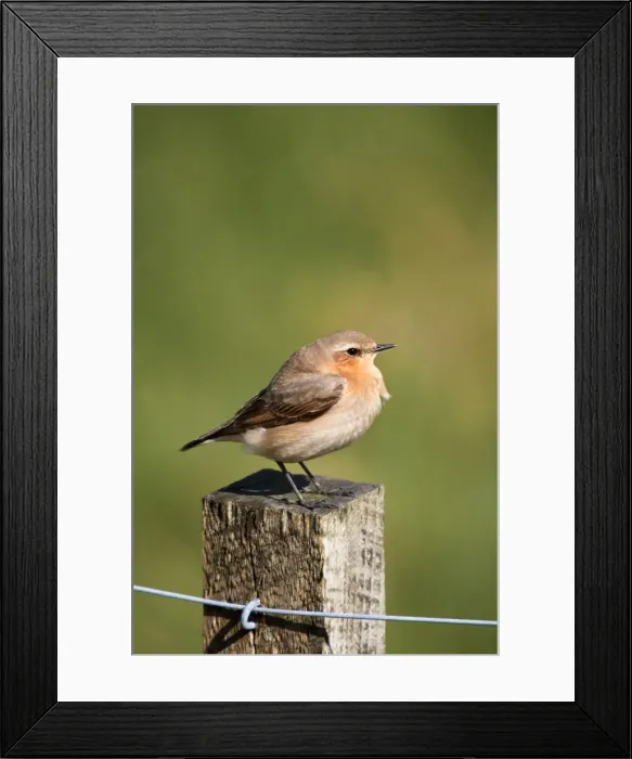 Framed Print : Wheatear - female - UK Framed Print : Wheatear - female - UK
