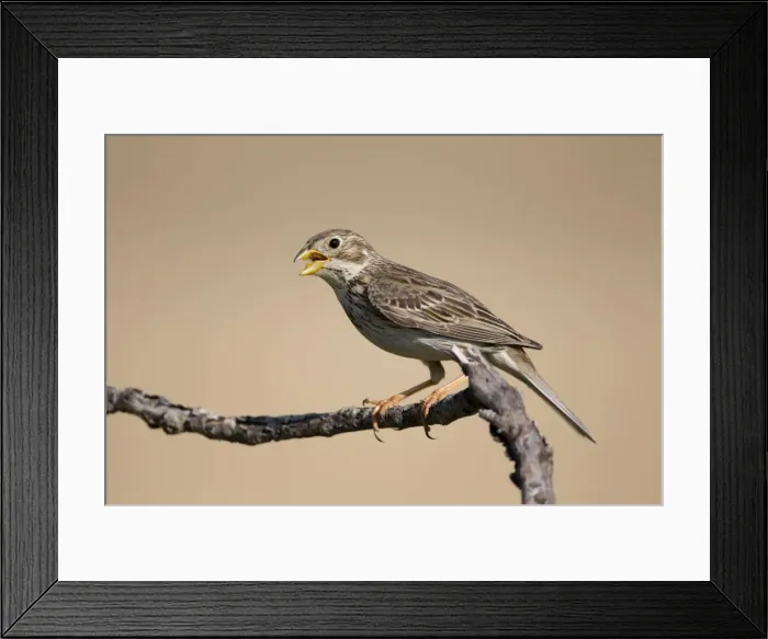 Framed Print : Corn Bunting - in Song - Spain Framed Print : Corn Bunting - in Song - Spain