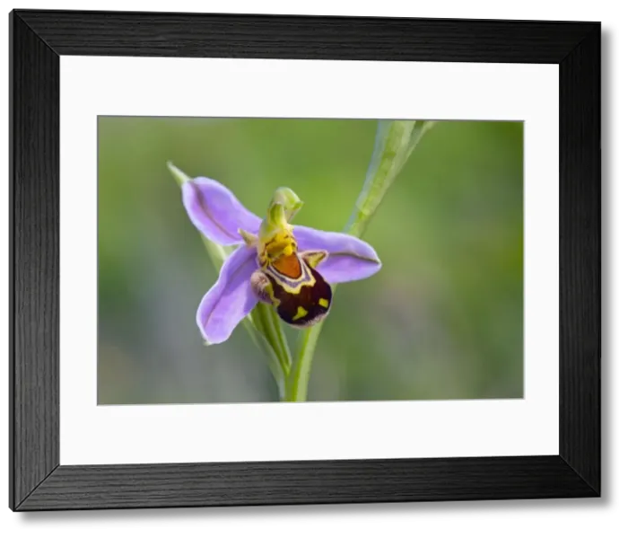 Framed Print : Bee Orchid - summer - Pyrennes, Spain Framed Print : Bee Orchid - summer - Pyrennes, Spain