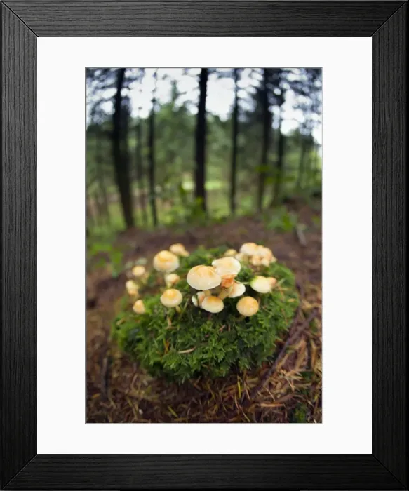 Framed Print : Sulphur Tuft Fungus - Cornwall - UK Framed Print : Sulphur Tuft Fungus - Cornwall - UK
