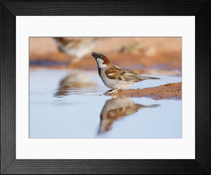 Framed Print : House Sparrow - Male - Drinking - Spain Framed Print : House Sparrow - Male - Drinking - Spain