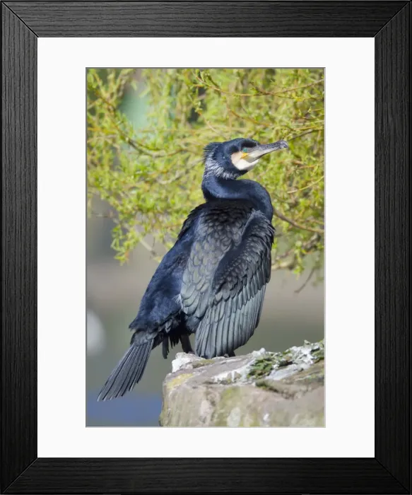 Framed Print : Cormorant - Cornwall - UK Framed Print : Cormorant - Cornwall - UK