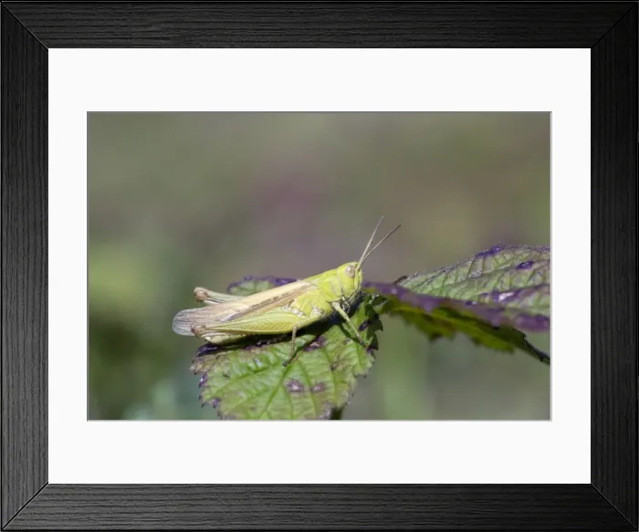Framed Print : Common Field Grasshopper - Oxwich, Wales, UK Framed Print : Common Field Grasshopper - Oxwich, Wales, UK