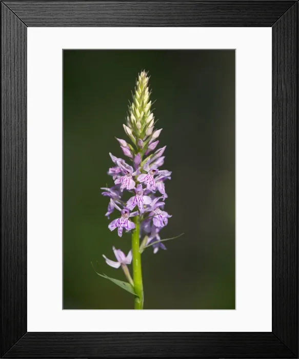 Framed Print : Common Spotted Orchid - Pyrennes, Spain Framed Print : Common Spotted Orchid - Pyrennes, Spain
