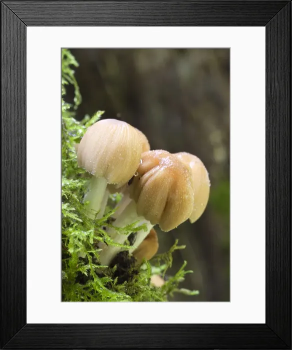 Framed Print : Glistening Ink Cap - Cornwall - UK Framed Print : Glistening Ink Cap - Cornwall - UK