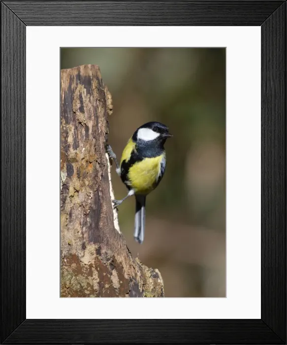 Framed Print : Great Tit - UK Framed Print : Great Tit - UK