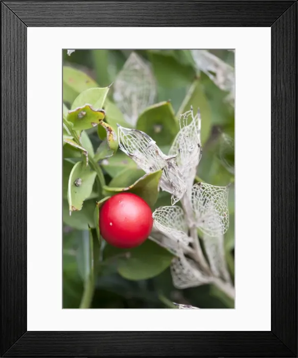 Framed Print : Butcher's Broom - with berry - UK Framed Print : Butcher's Broom - with berry - UK