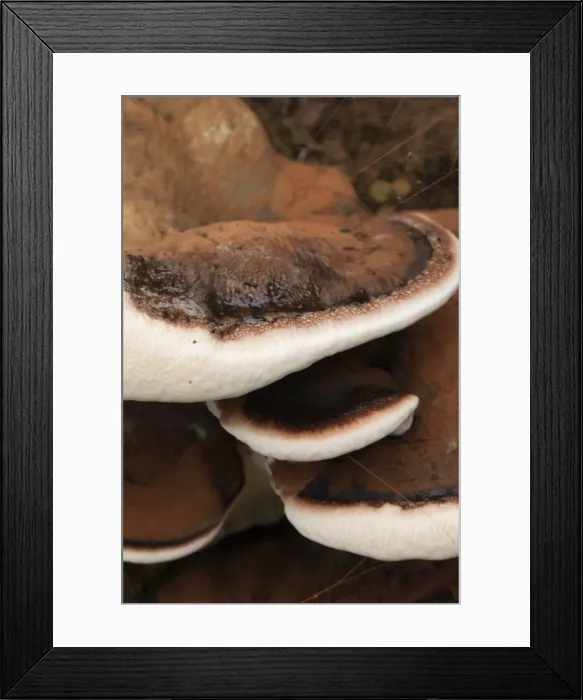 Framed Print : Artist's Fungus - Autumn - Cornwall - UK Framed Print : Artist's Fungus - Autumn - Cornwall - UK