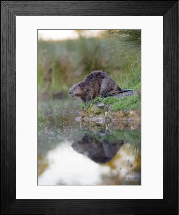 Framed Print : Beaver - on river bank - controlled conditions - UK Framed Print : Beaver - on river bank - controlled conditions - UK