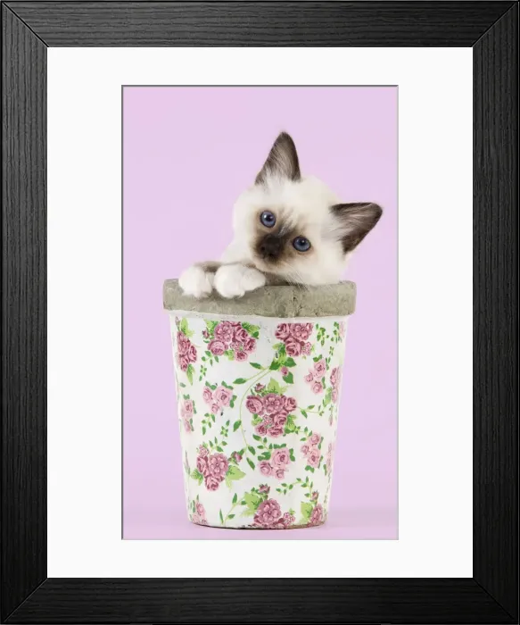 Framed Print : Cat - Birman kitten - in flowerpot Manipulation: background colour changed Framed Print : Cat - Birman kitten - in flowerpot Manipulation: background colour changed