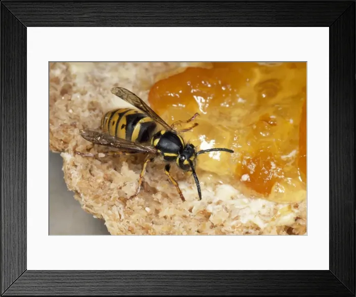Framed Print : Common Wasp - feeding om marmalade - UK Framed Print : Common Wasp - feeding om marmalade - UK