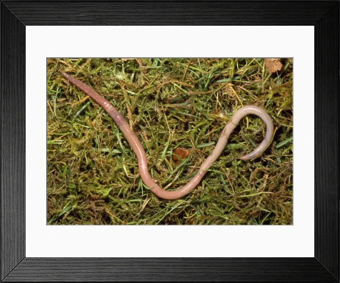 Framed Print : Earthworm - crawling over grass - UK Framed Print : Earthworm - crawling over grass - UK