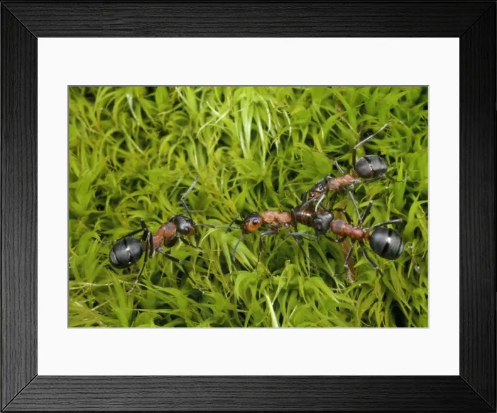 Framed Print : Wood Ants - fighting - UK Framed Print : Wood Ants - fighting - UK