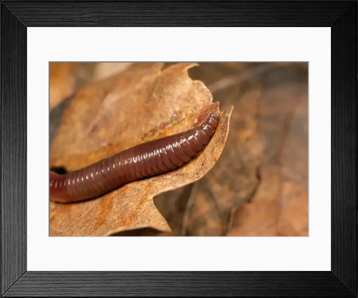 Framed Print : Earthworm - close-up of head - UK Framed Print : Earthworm - close-up of head - UK