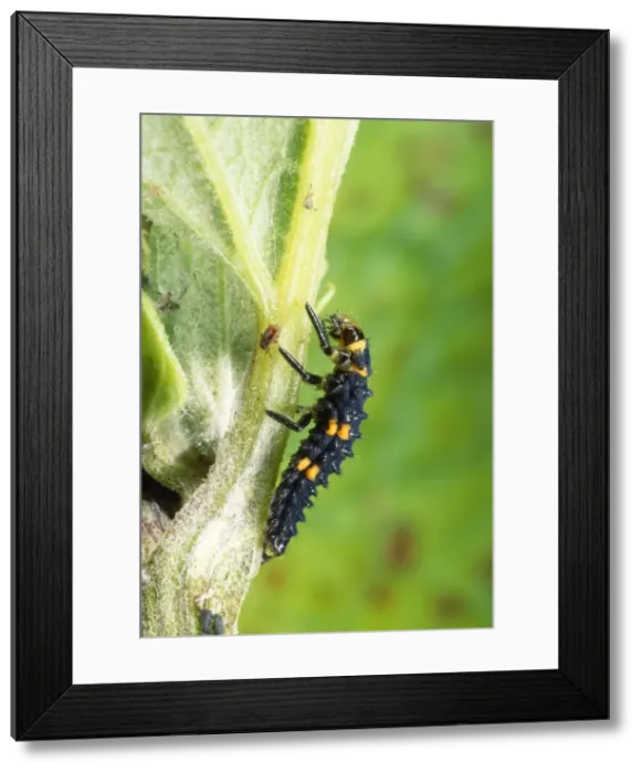 Framed Print : Ladybird Larva - UK Also know as: Coccinella 7-punctata Framed Print : Ladybird Larva - UK Also know as: Coccinella 7-punctata