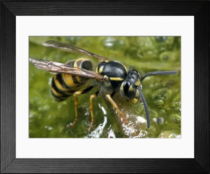 Framed Print : Common Wasp - drinking water - UK Framed Print : Common Wasp - drinking water - UK