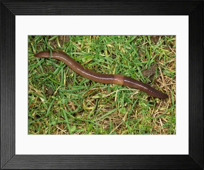 Framed Print : Earthworm - crawling over grass - UK Framed Print : Earthworm - crawling over grass - UK