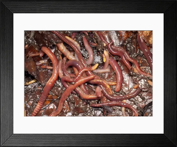 Framed Print : Tiger Worms - compost heap - UK Framed Print : Tiger Worms - compost heap - UK