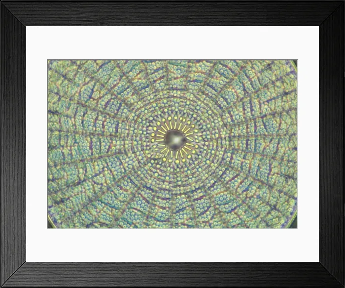 Framed Print : Diatoms - from marine plankton sample - Santa Anna - California Framed Print : Diatoms - from marine plankton sample - Santa Anna - California
