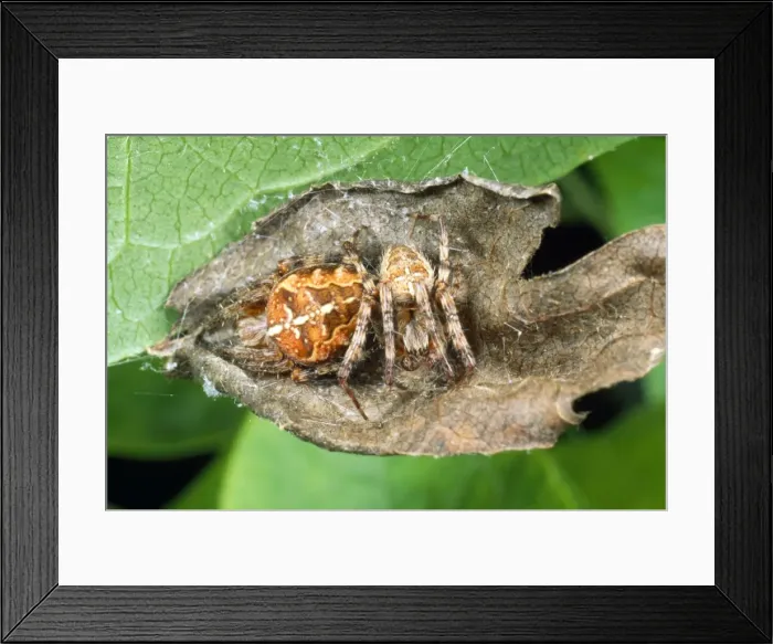 Framed Print : Garden Spider - post-coital - male to the right female to the left - UK Framed Print : Garden Spider - post-coital - male to the right female to the left - UK