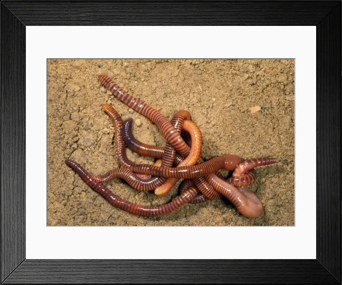 Framed Print : Tiger Worms - leaf mould - UK