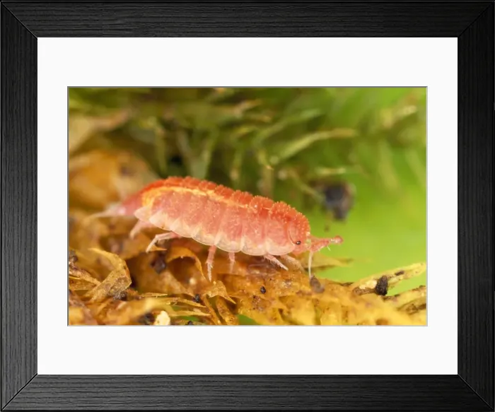 Framed Print : Rosy Woodlouse - pink - on plant - UK Framed Print : Rosy Woodlouse - pink - on plant - UK