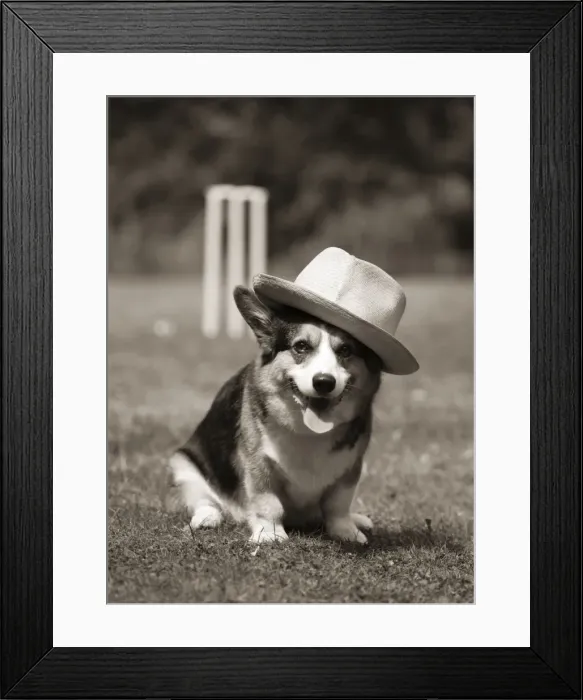 Framed Print : Corgi wearing hat in front of cricket stumps Digital Manipulation: sepia colour Framed Print : Corgi wearing hat in front of cricket stumps Digital Manipulation: sepia colour