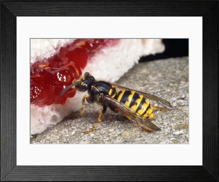 Framed Print : Common Wasp - feeding on jam - UK Framed Print : Common Wasp - feeding on jam - UK