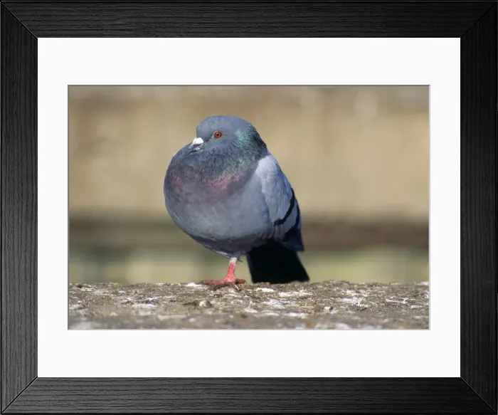 Framed Print : Urban Pigeon - with only one leg - UK Framed Print : Urban Pigeon - with only one leg - UK
