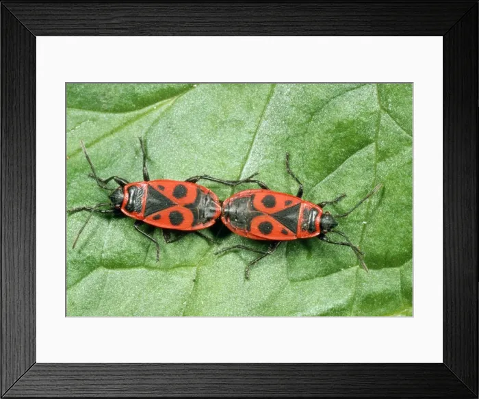 Framed Print : Fire Bugs - mating pair - France Framed Print : Fire Bugs - mating pair - France