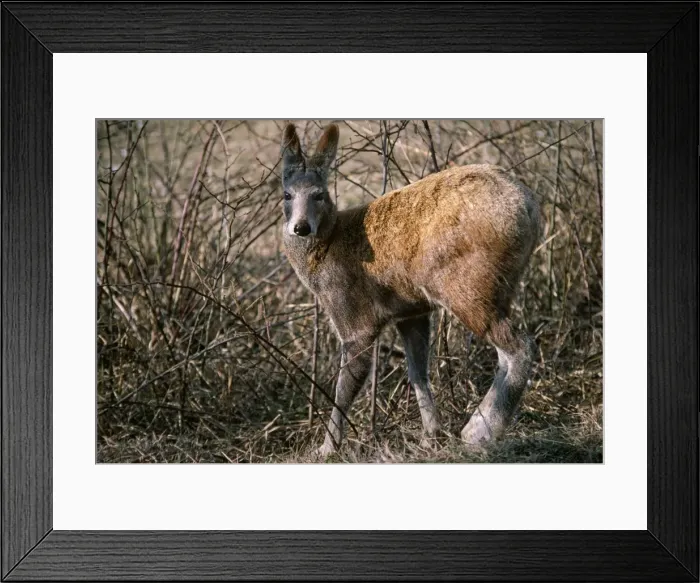 Framed Print : Alpine Musk Deer - male in captivity - Kashmir Framed Print : Alpine Musk Deer - male in captivity - Kashmir