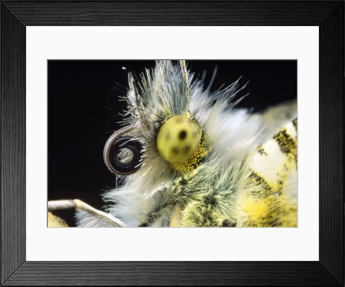 Framed Print : Orange-tip Butterfly - close-up of head - UK Framed Print : Orange-tip Butterfly - close-up of head - UK