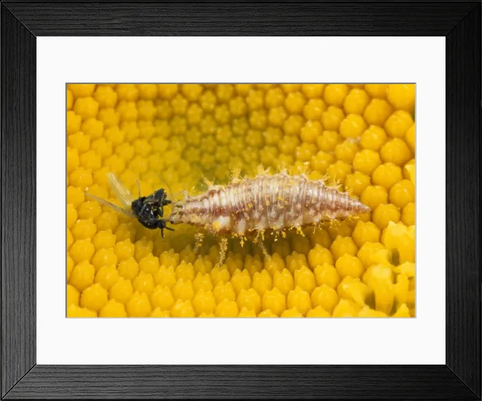 Framed Print : Lacewing Larva - feeding on fly prey - UK Framed Print : Lacewing Larva - feeding on fly prey - UK