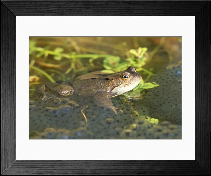 Framed Print : Frog - with spawn in garden pond - UK Framed Print : Frog - with spawn in garden pond - UK