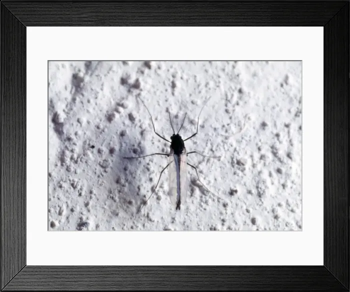 Framed Print : Midge - on hose wall - UK Framed Print : Midge - on hose wall - UK