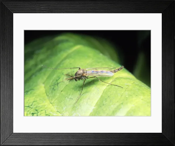 Framed Print : Non-Biting Midge - male - UK Framed Print : Non-Biting Midge - male - UK