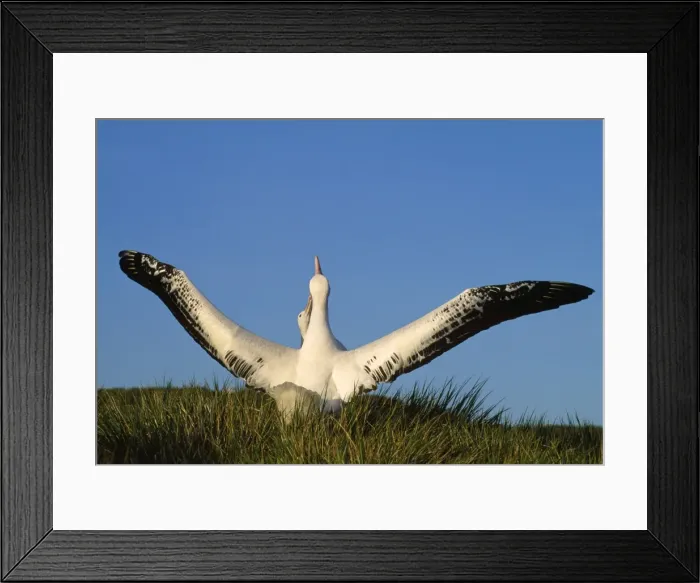 Framed Print : Wandering Albatross - courtship - wings outstretched - Albatross Island - South Georgia Framed Print : Wandering Albatross - courtship - wings outstretched - Albatross Island - South Georgia