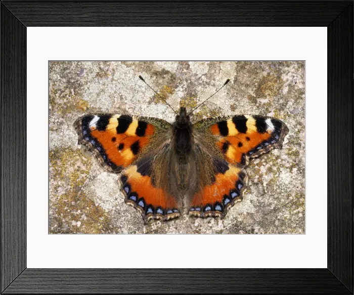 Framed Print : Small Tortoiseshell Butterfly - asymmetrical wings - UK Framed Print : Small Tortoiseshell Butterfly - asymmetrical wings - UK