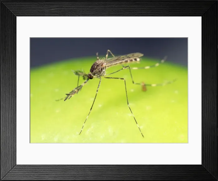 Framed Print : Mosquito - male - largest species in UK Framed Print : Mosquito - male - largest species in UK