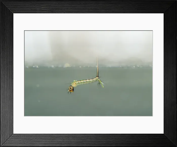 Framed Print : Mosquito Larva - at water surface - UK (Diptera: Culicidae) Framed Print : Mosquito Larva - at water surface - UK (Diptera: Culicidae)
