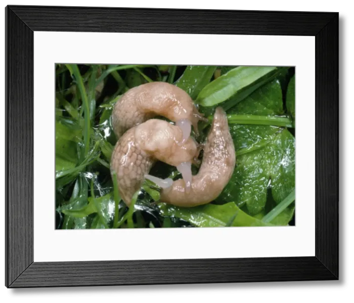 Framed Print : Common Field Slug - mating group - UK Framed Print : Common Field Slug - mating group - UK