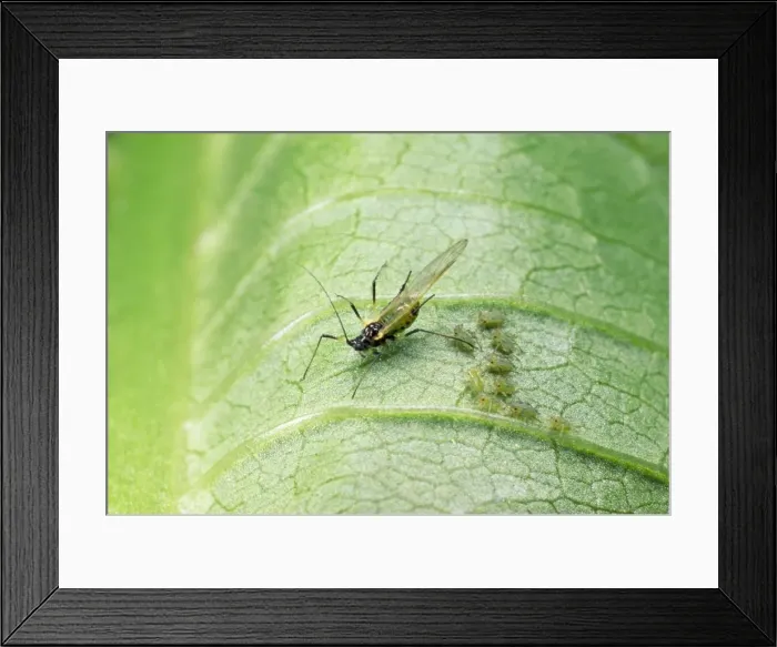 Framed Print : Common Greenfly Aphids - adult & young - UK Framed Print : Common Greenfly Aphids - adult & young - UK