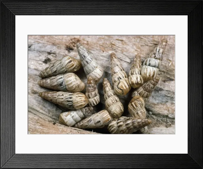 Framed Print : Common Maritime Snails - on driftwood - UK Framed Print : Common Maritime Snails - on driftwood - UK